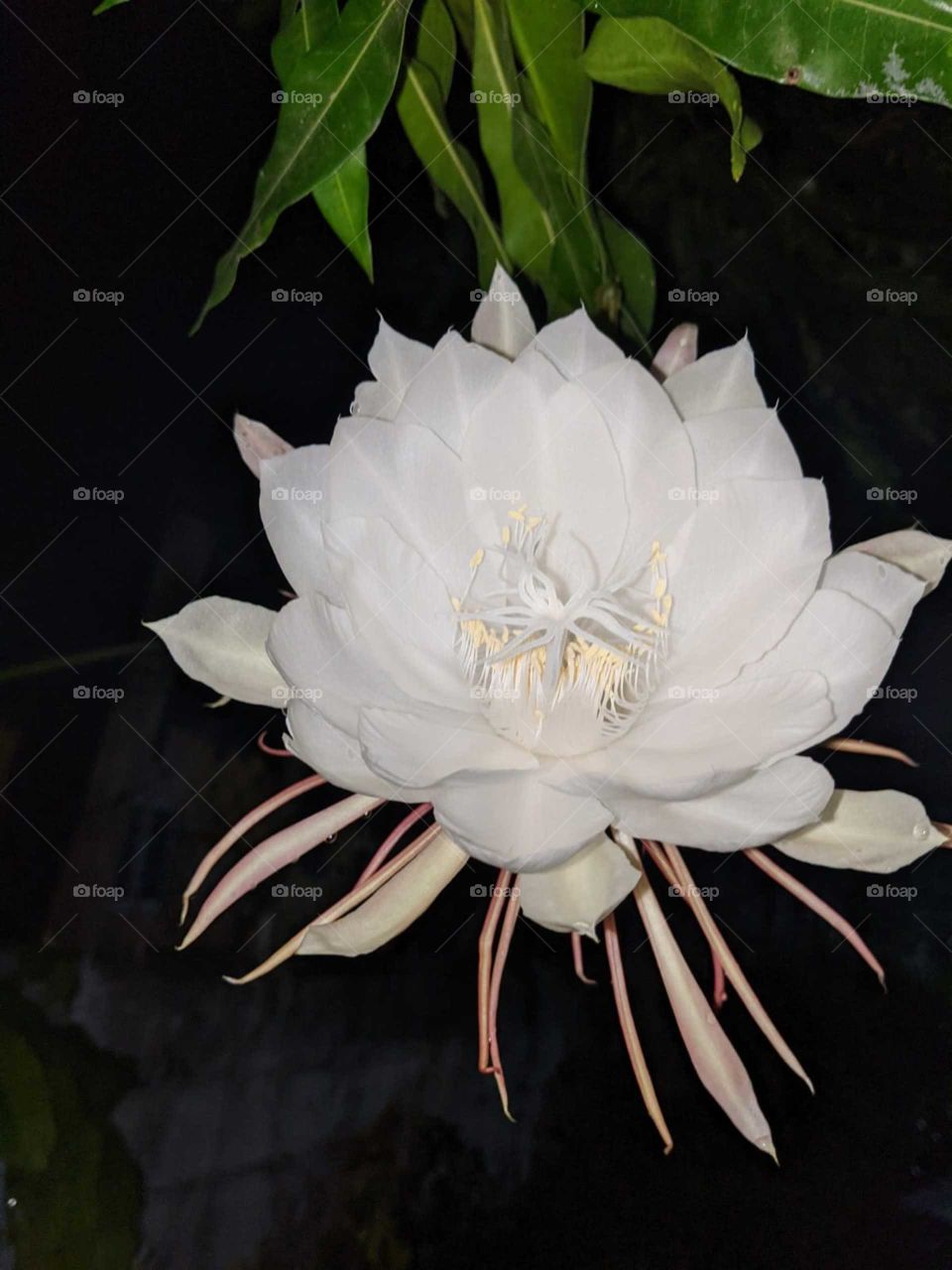 white exotic bloom