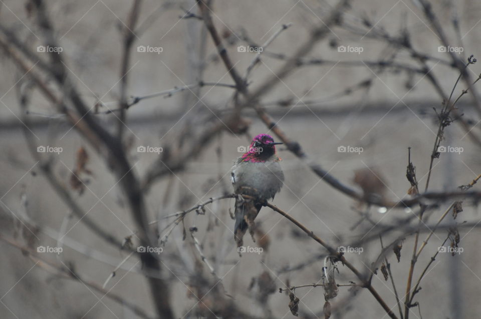 Hummingbird