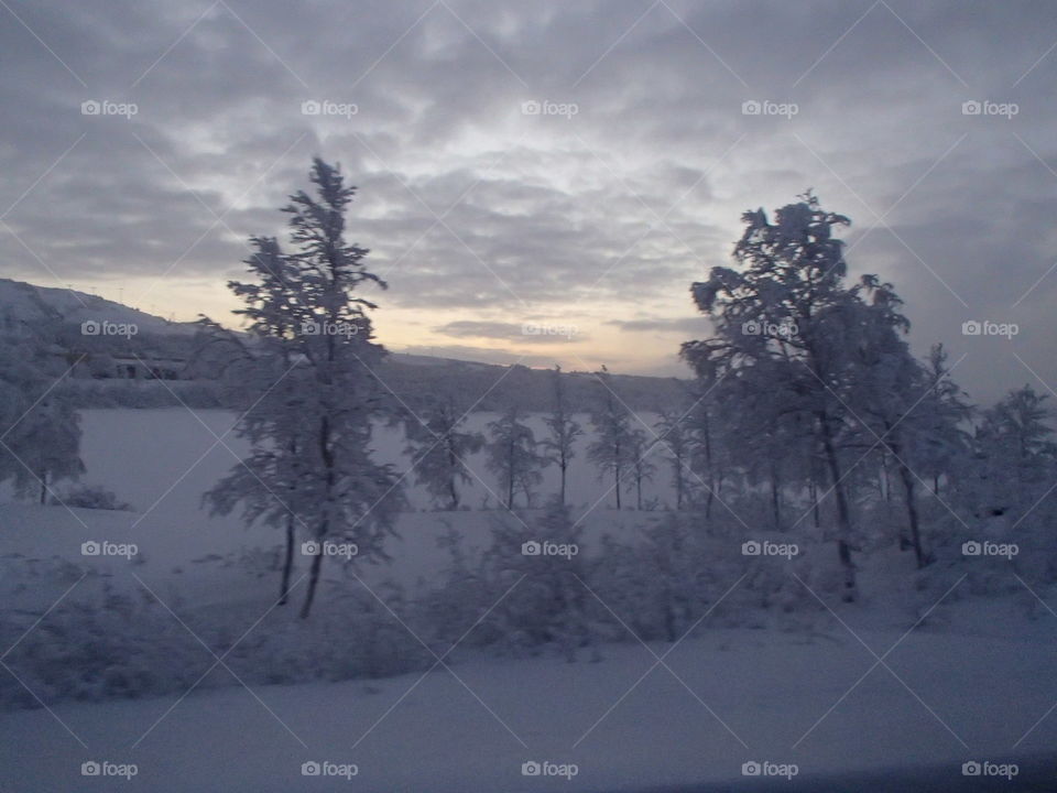 Snow, Winter, Tree, Cold, Landscape