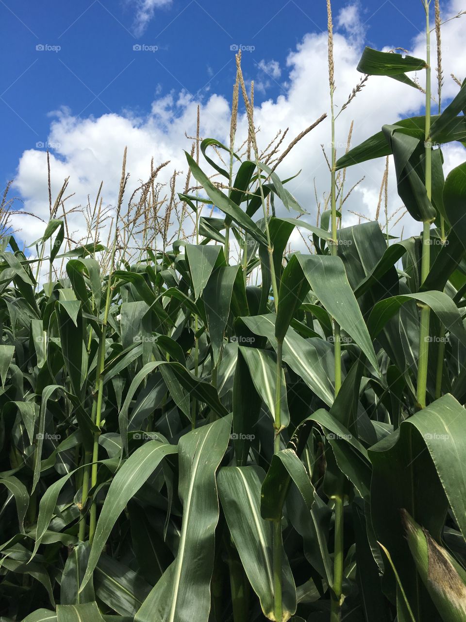 Abundant Corn Fields