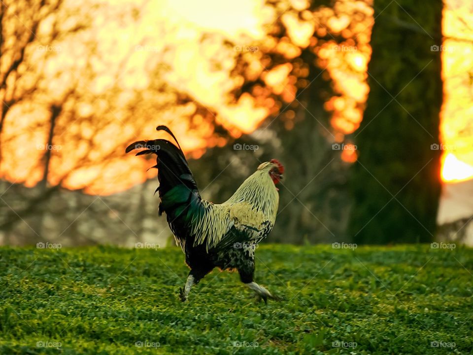Side view of a chicken on grass