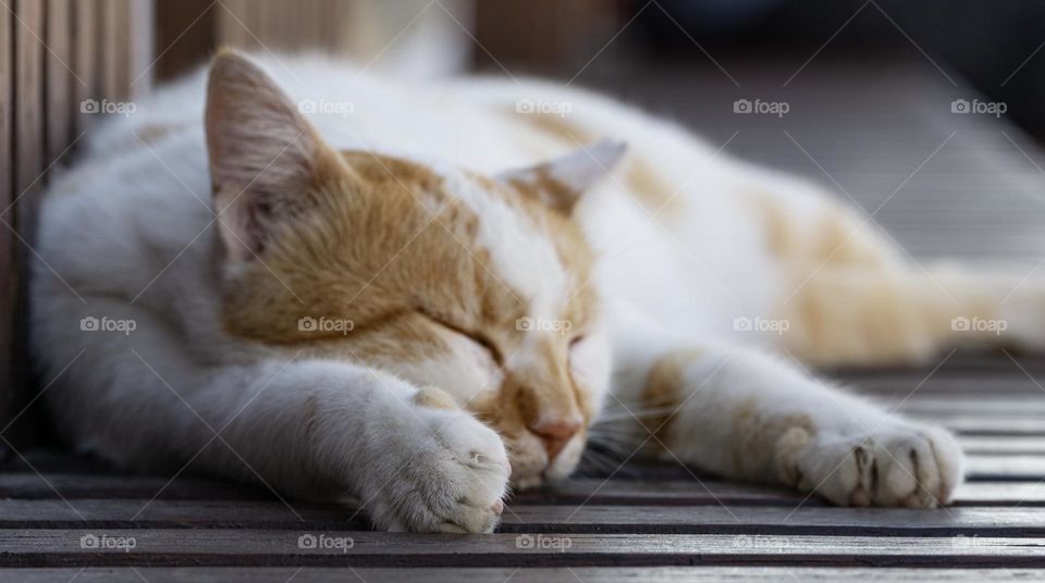 A cat sleeping on a street bench 