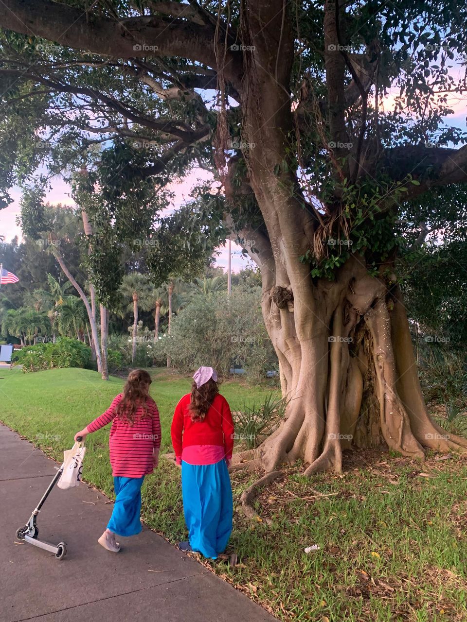 Children Walking And Riding A Kid’s Scooter Stopping In Awe To See This Old And Unique Tree In Central Eastern Florida.