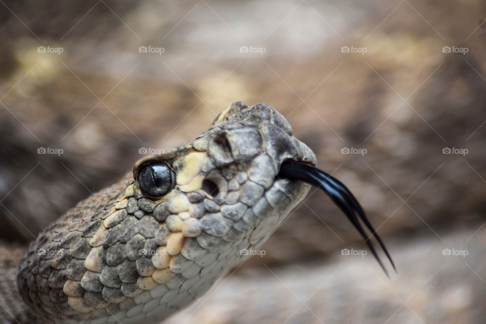 Scary rattlesnake hissing.