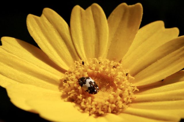 Closeup of Yellow flower with little beetle inside it