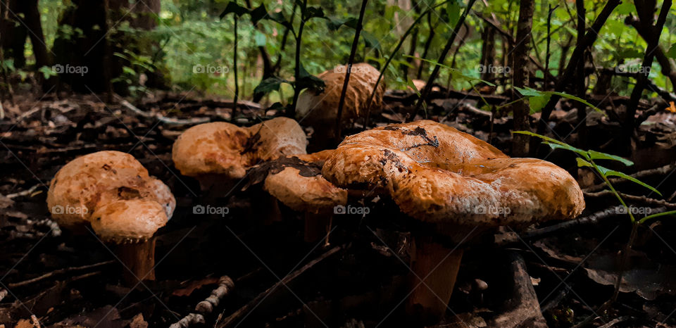 Brown woodland fungus. Like all fungus, it is extremely important to identify before consuming as, some fungus can be fatal.