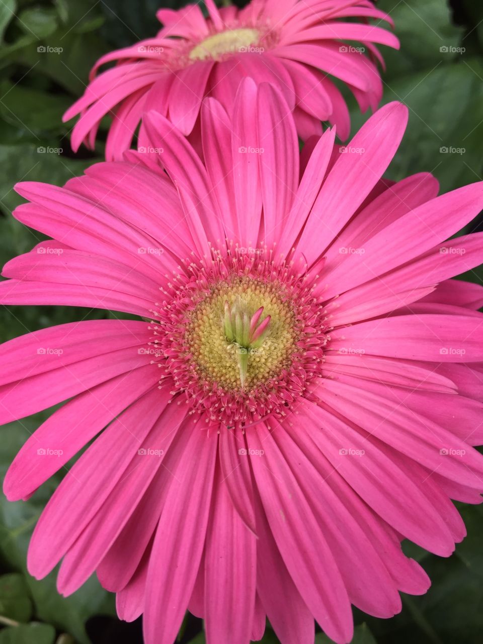 Pink gerbera daisy blooming at outdoors