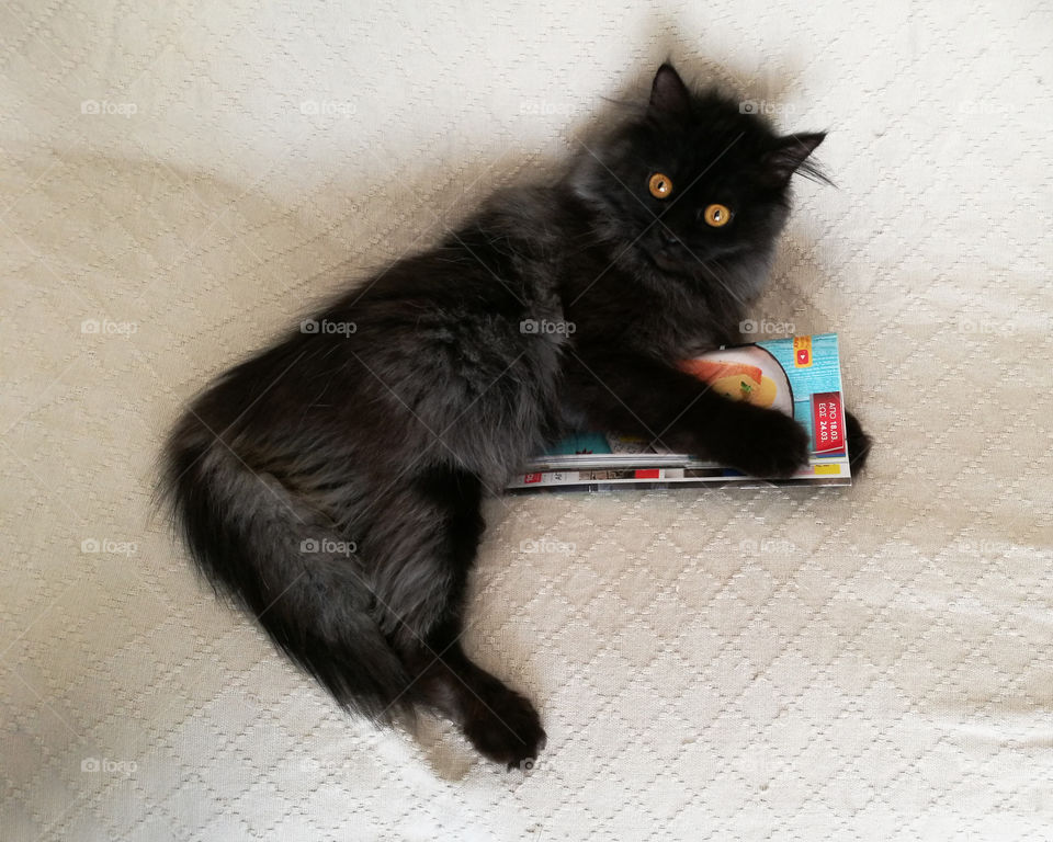 Black cat sitting on the sofa.