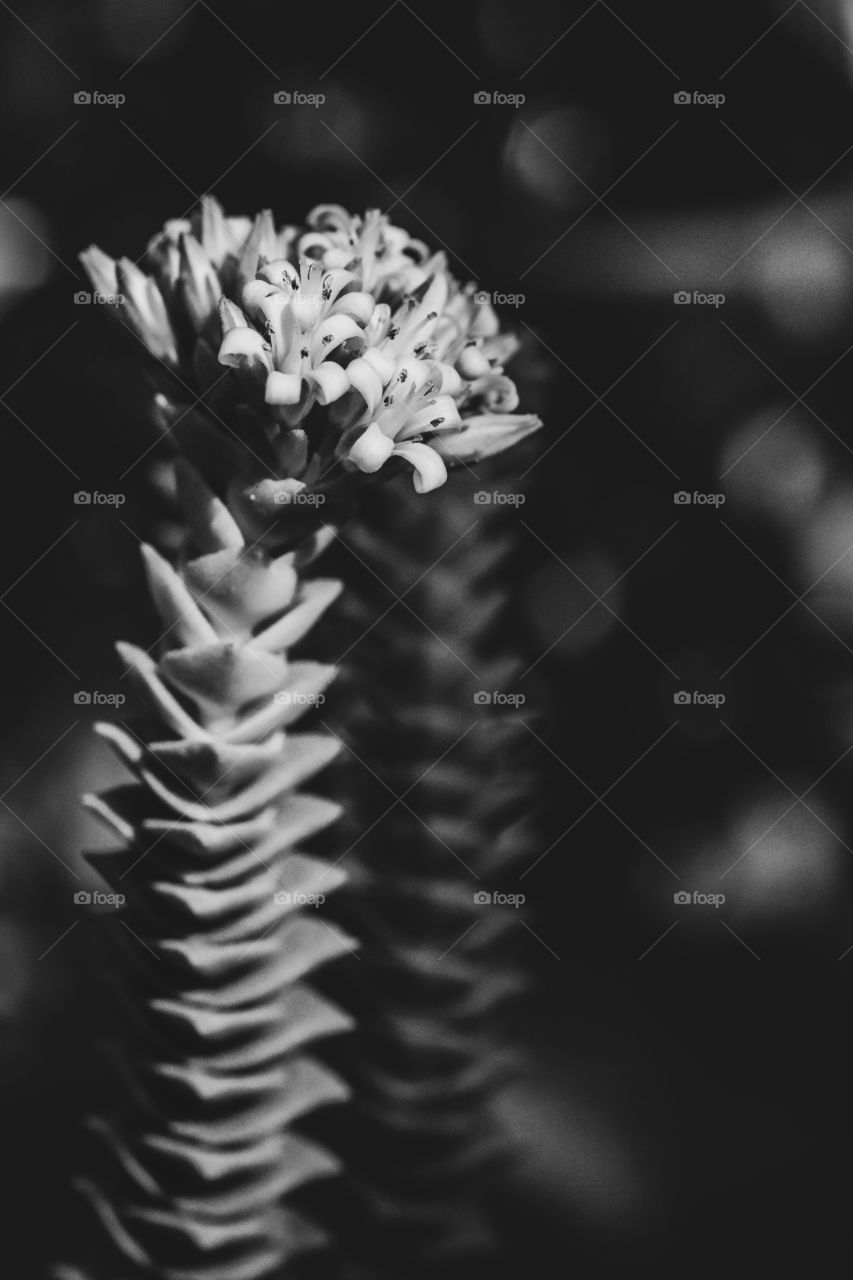 Black and white of a beautiful flower 