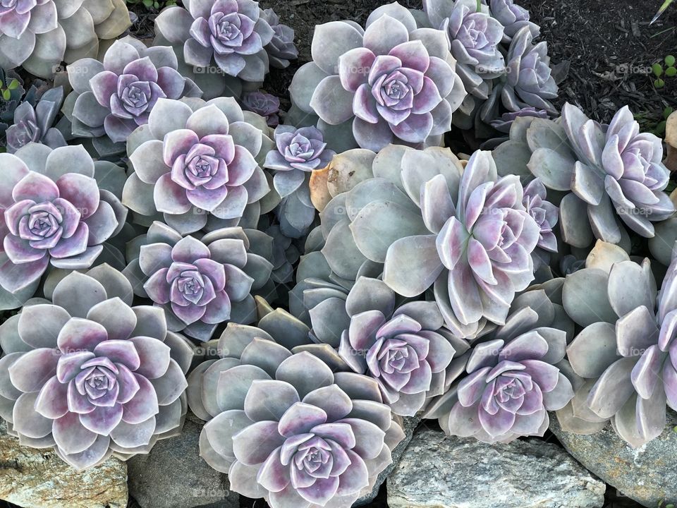 Crazy Plant People Mission! Unanswered Colorful Succulents!