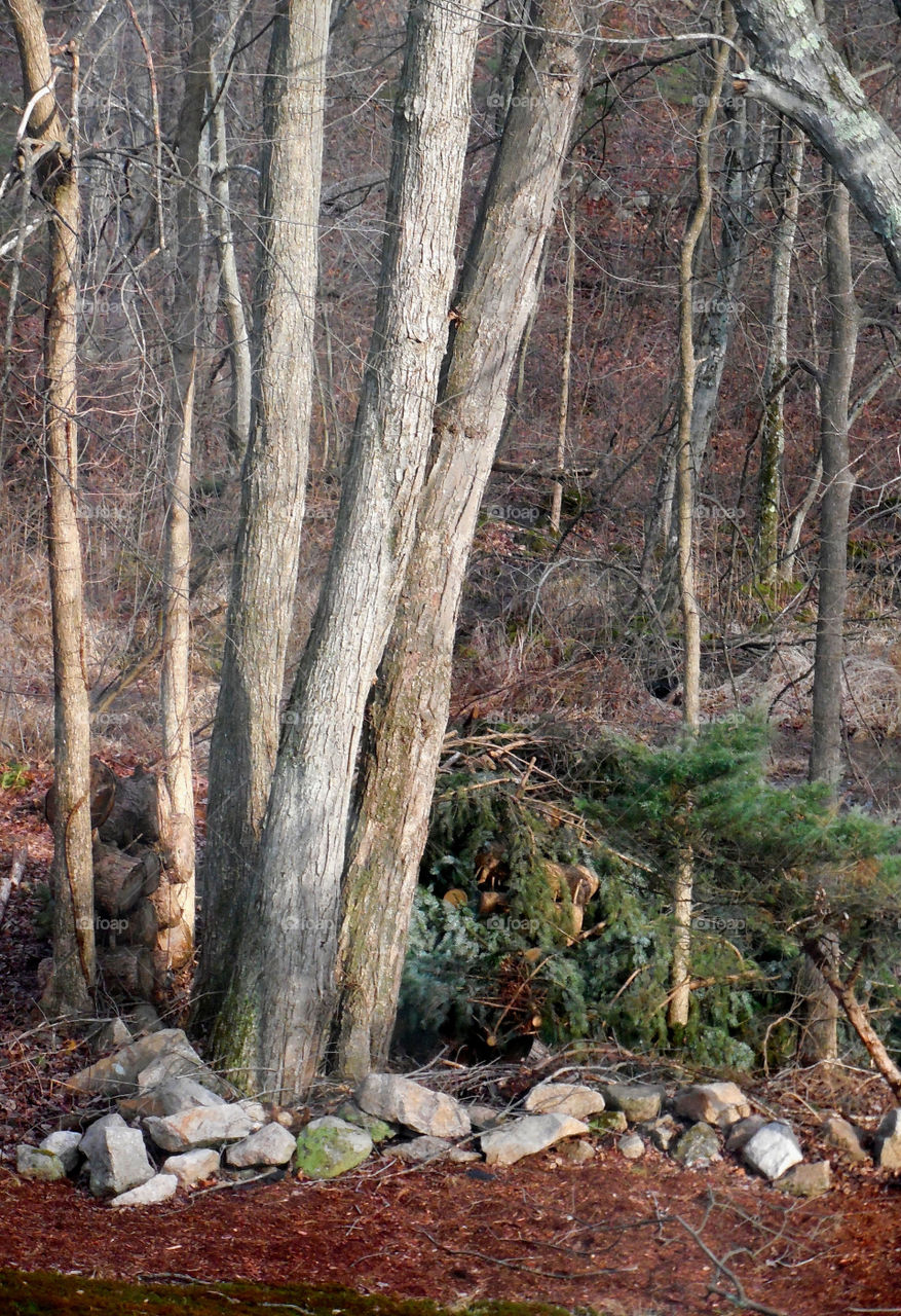 Brisk backyard . Afternoon 