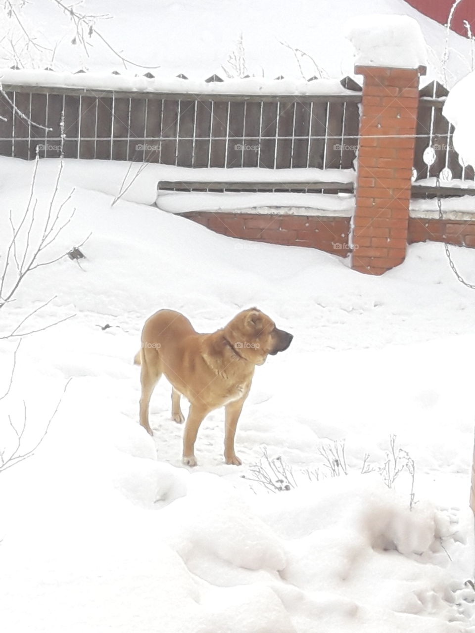 #Зимнее #утро #собака #Цезарь
