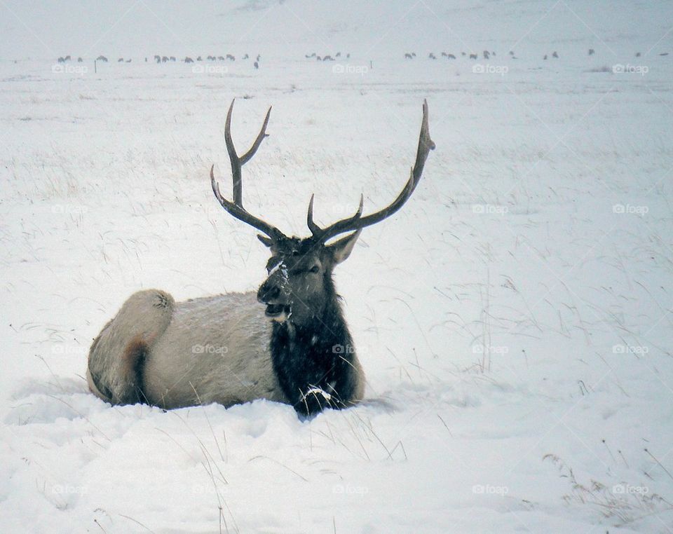 Elk