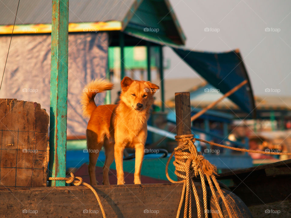 Curious dog