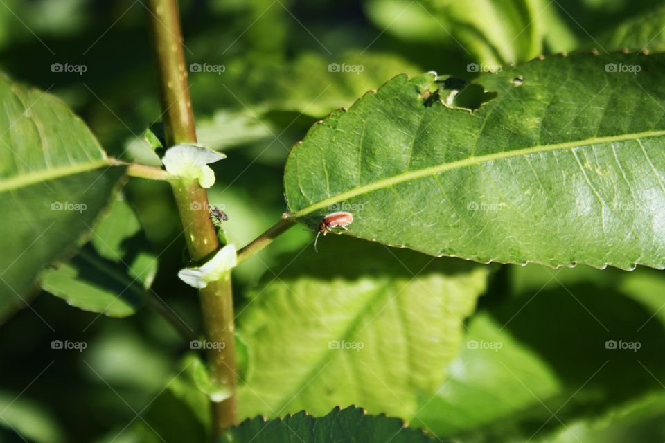 Insects on plants