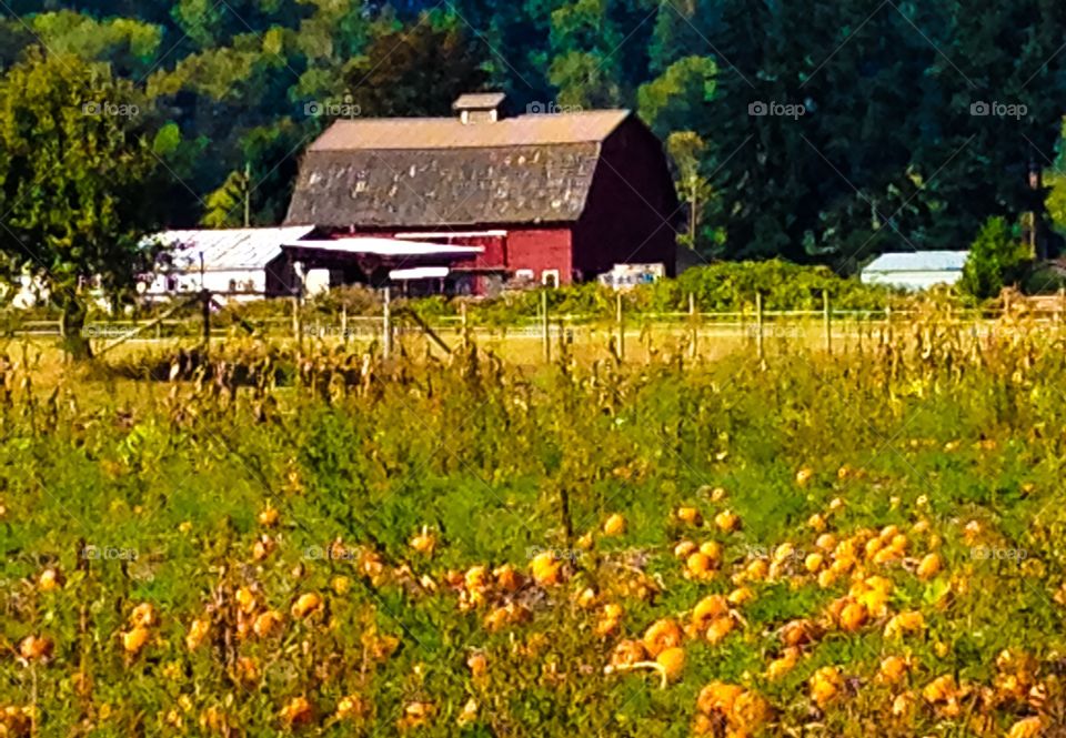 Outdoors, Flower, Agriculture, Farm, House