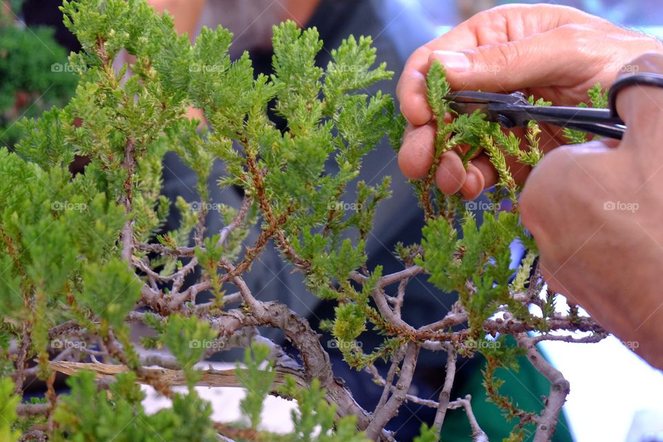Pruning a bonsai plant with tiny scissors
