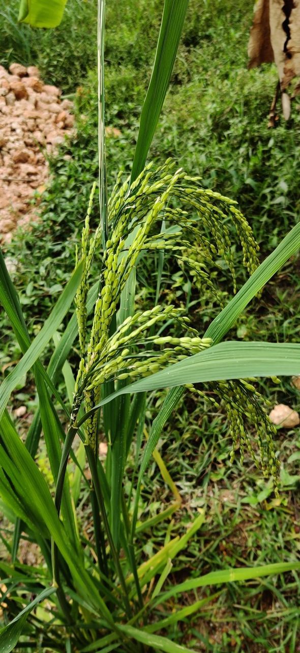 Paddy in bloom