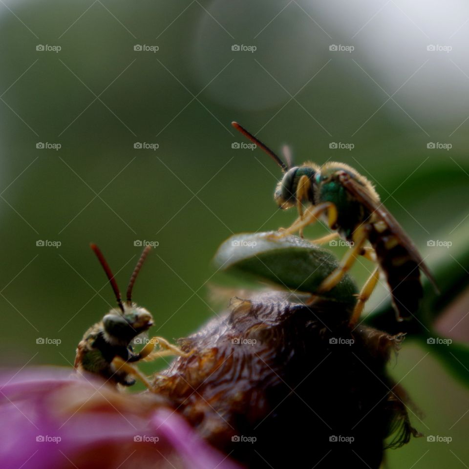 Two insects pollinating a flower