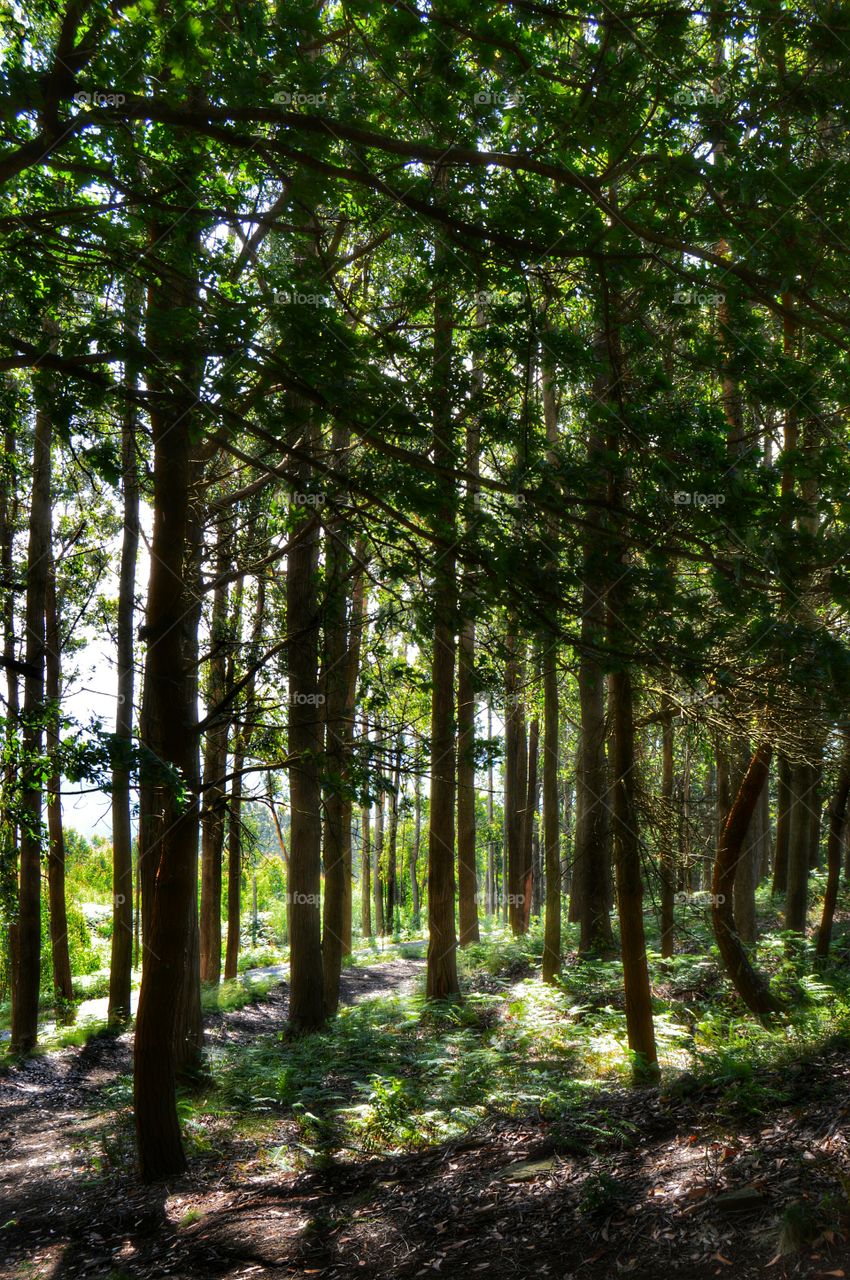 Forest at Mount Pedroso