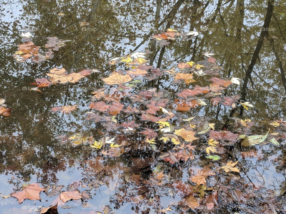 leaves in water