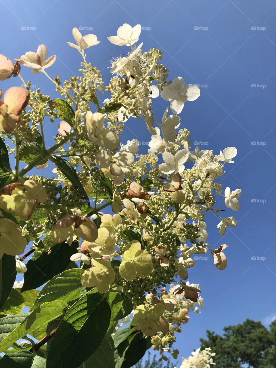 Blooming white flowers / close up photo 