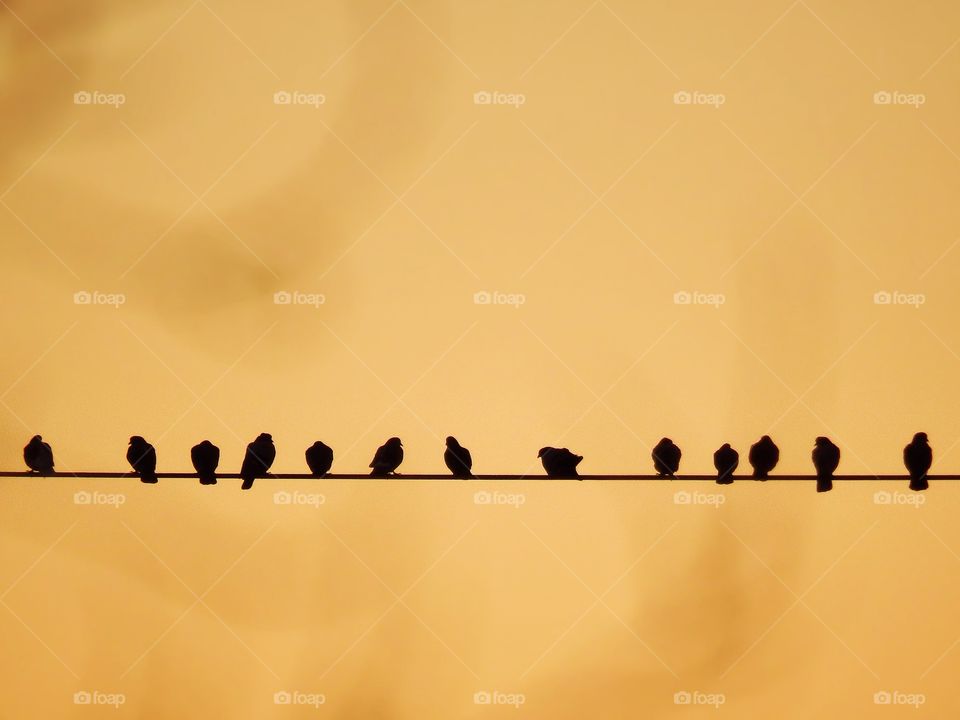 Birds on a wire 1. Birds on a wire