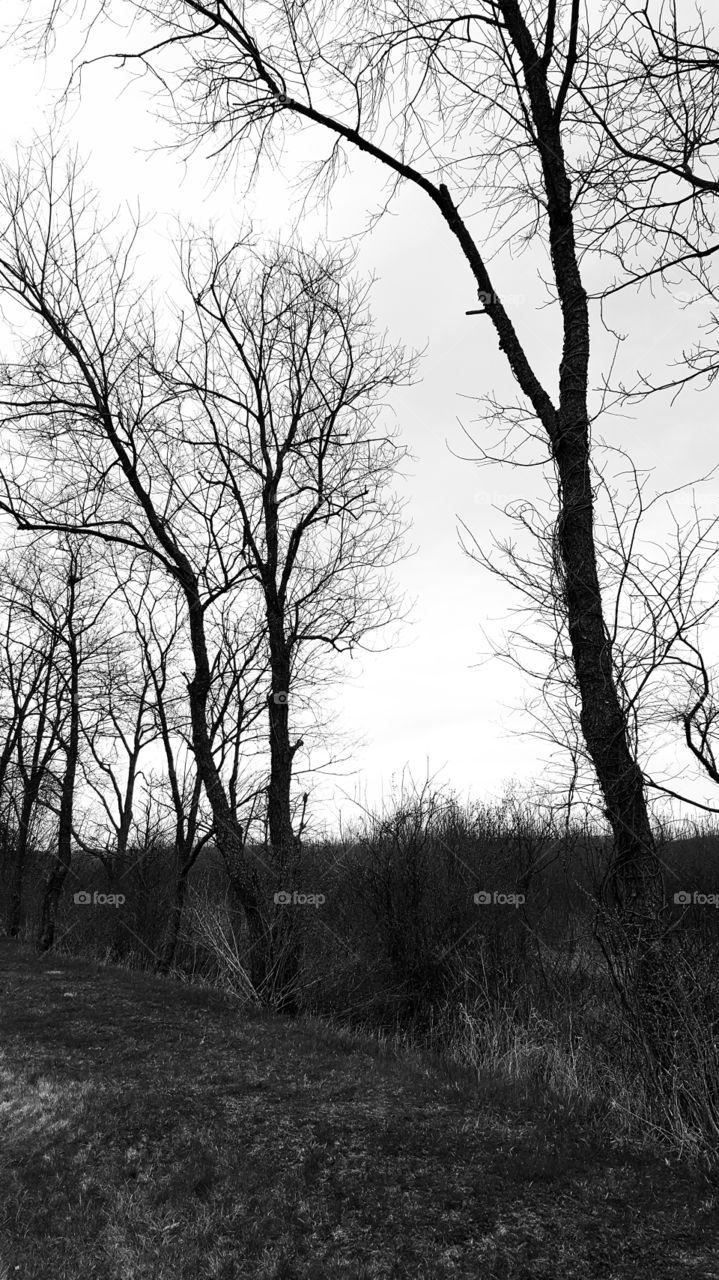 Black and White Treeline
