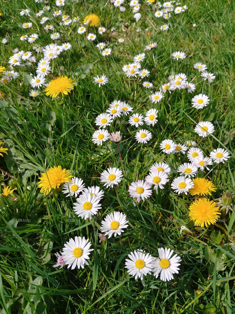 Wiese Blumenwiese blumen Gänseblümchen Löwenzahn grün Sommer frühling