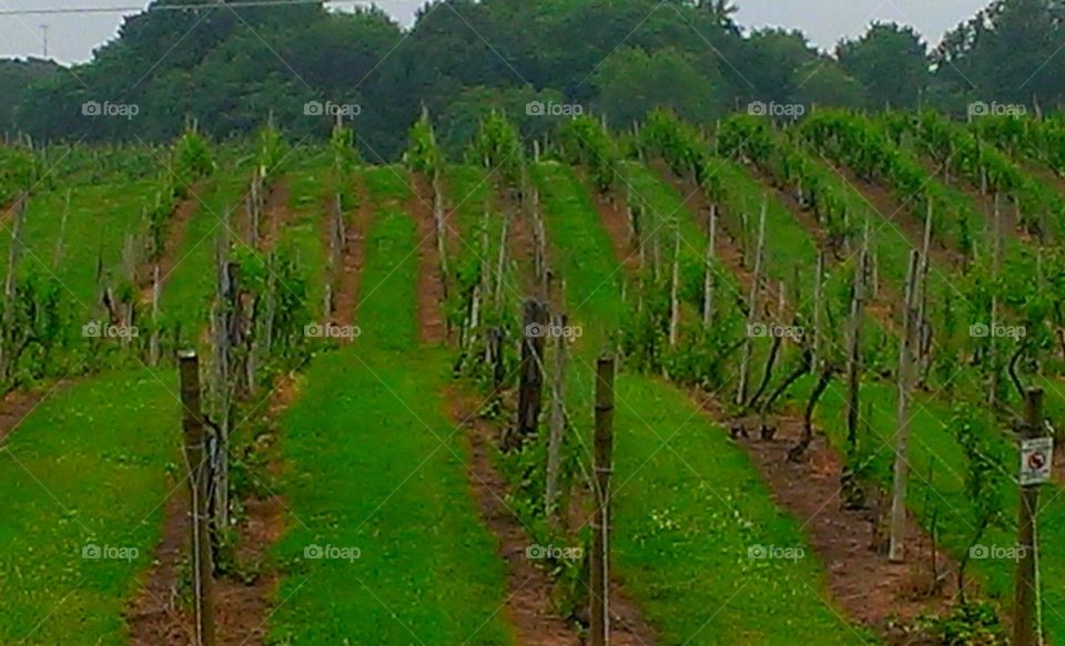 Michigan Vineyard