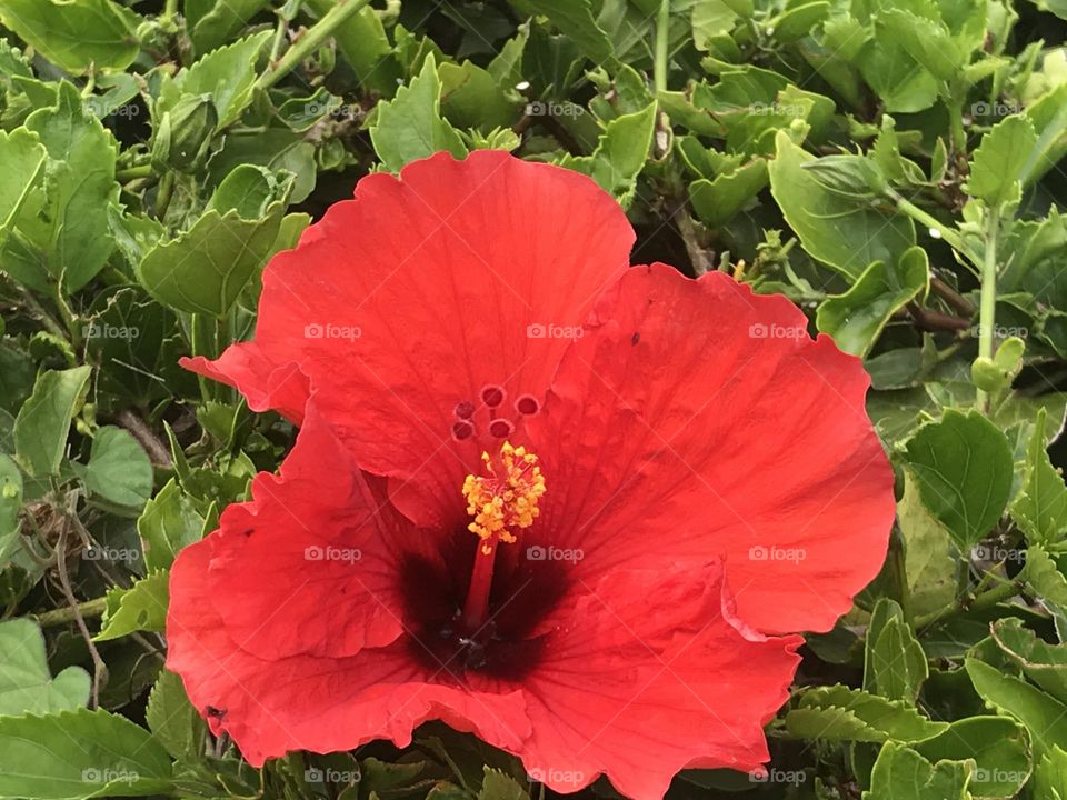 Beautiful, red hibiscus