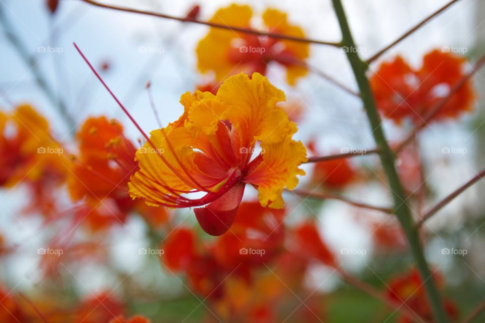 Pride of Barbados. Pride of Barbados from San Antonio Texas