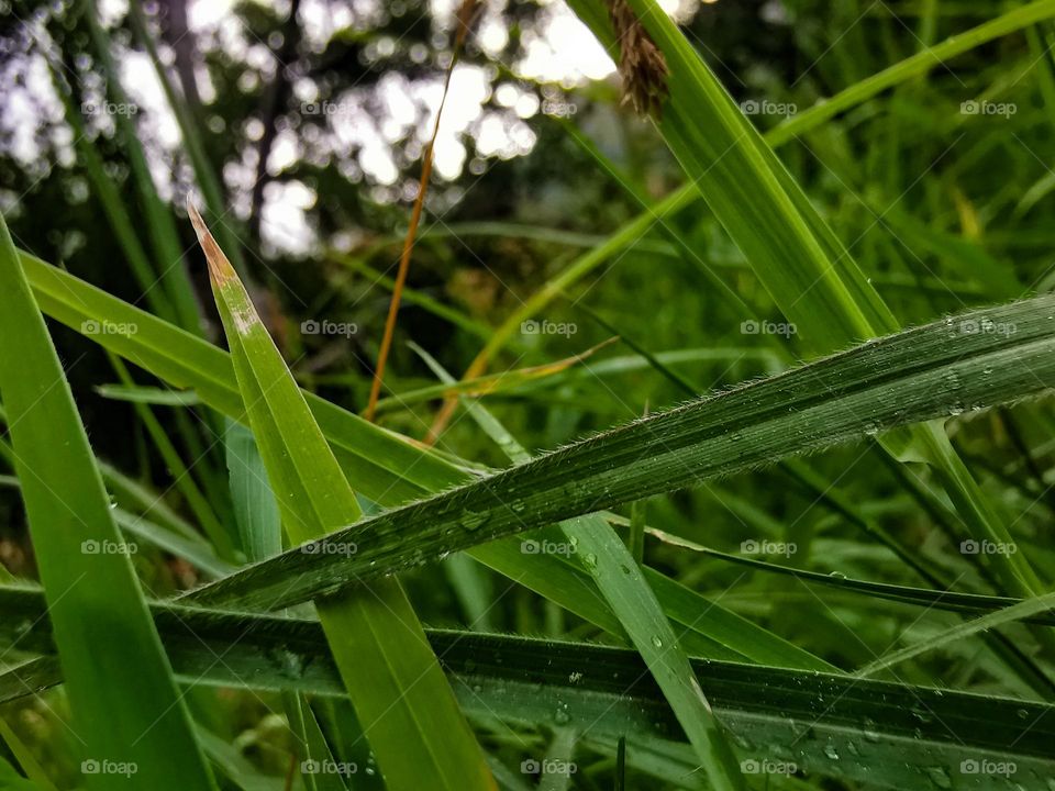 Green grass soaked in dews