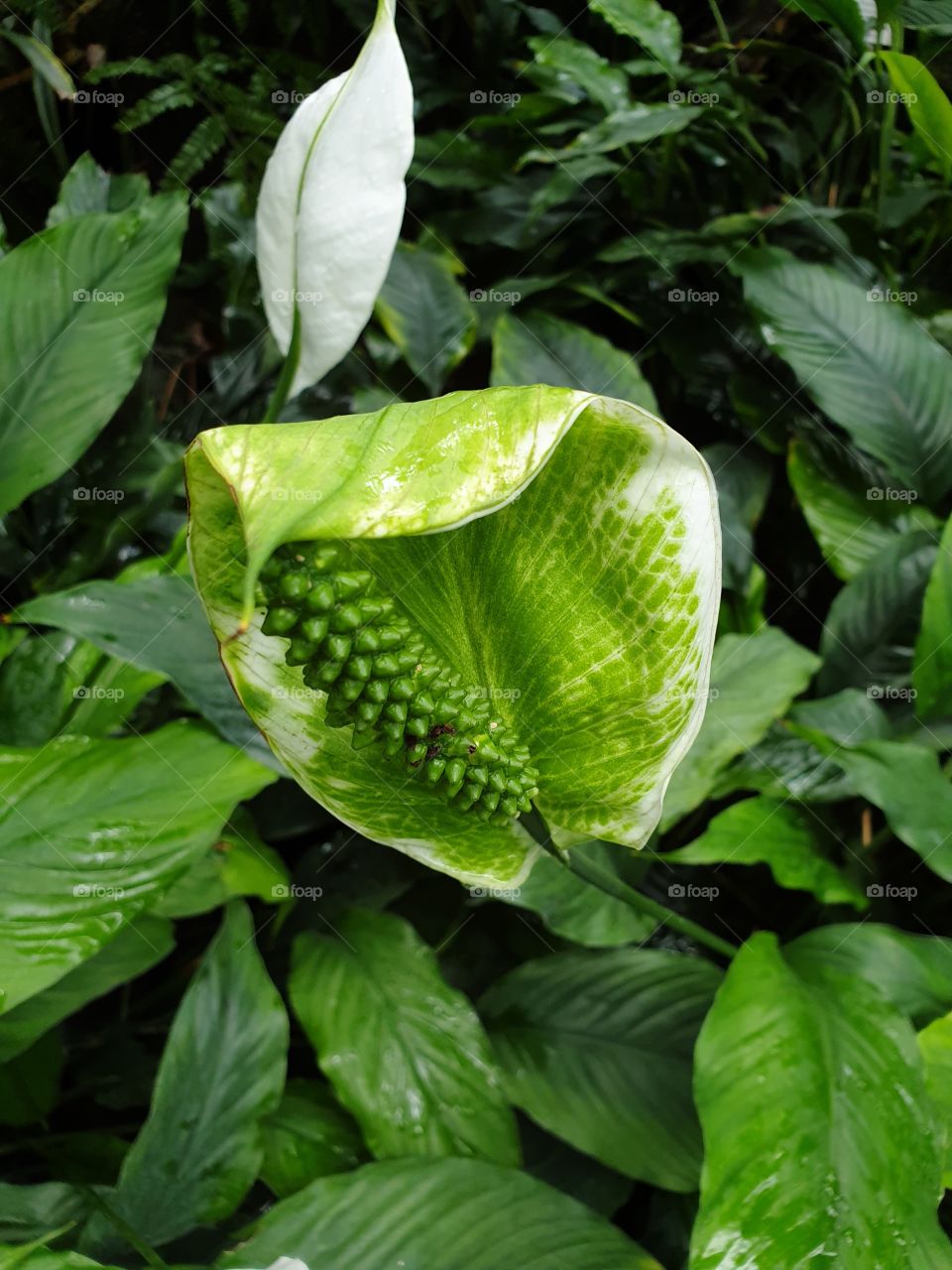 Palmengarten Frankfurt