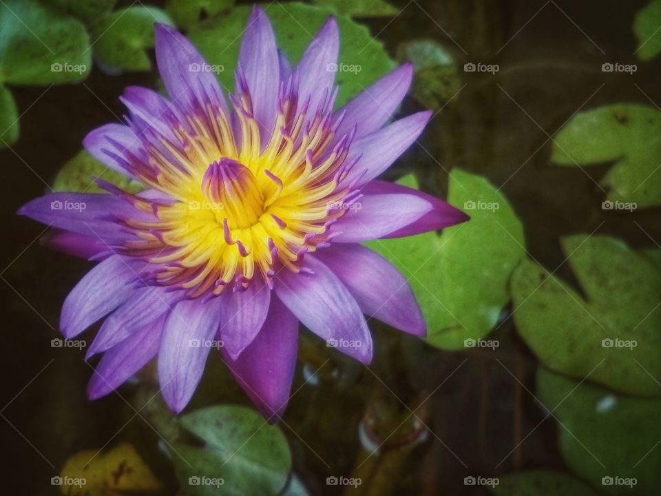 purple lotus in the pond