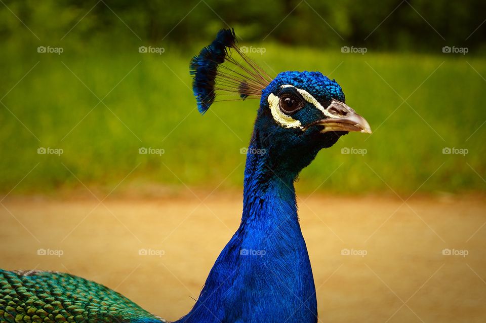 Peacock