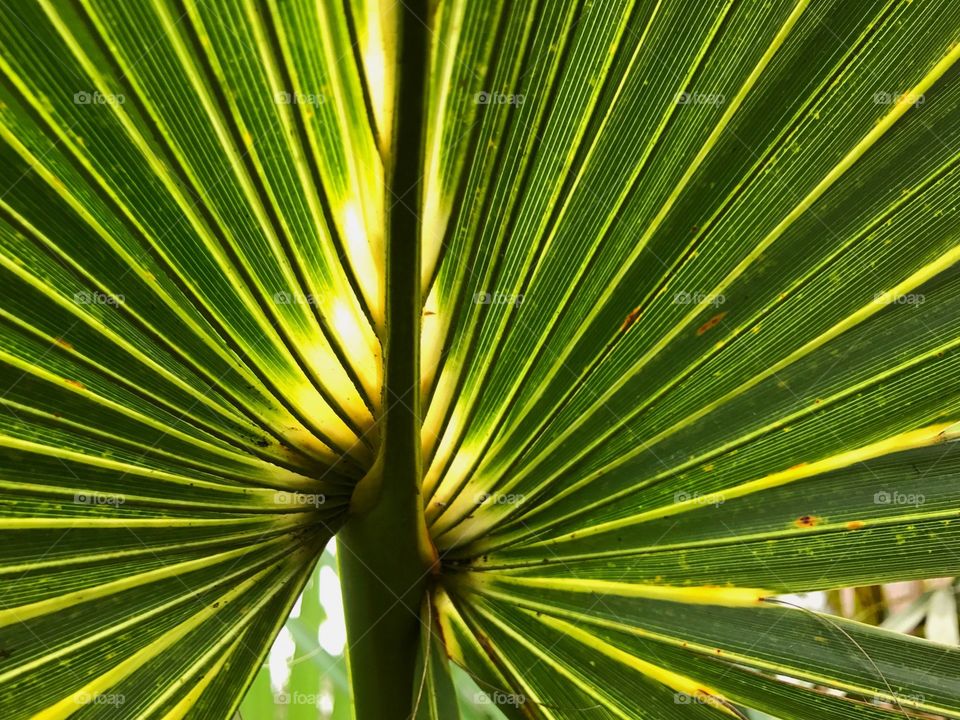 Sunlit palm frond.