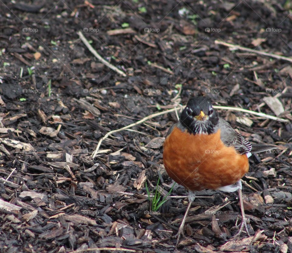 American robin facing forward 