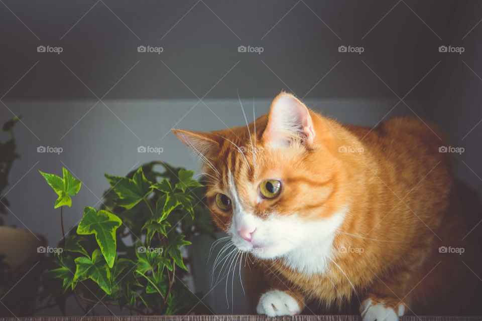 Close-up of a alert cat