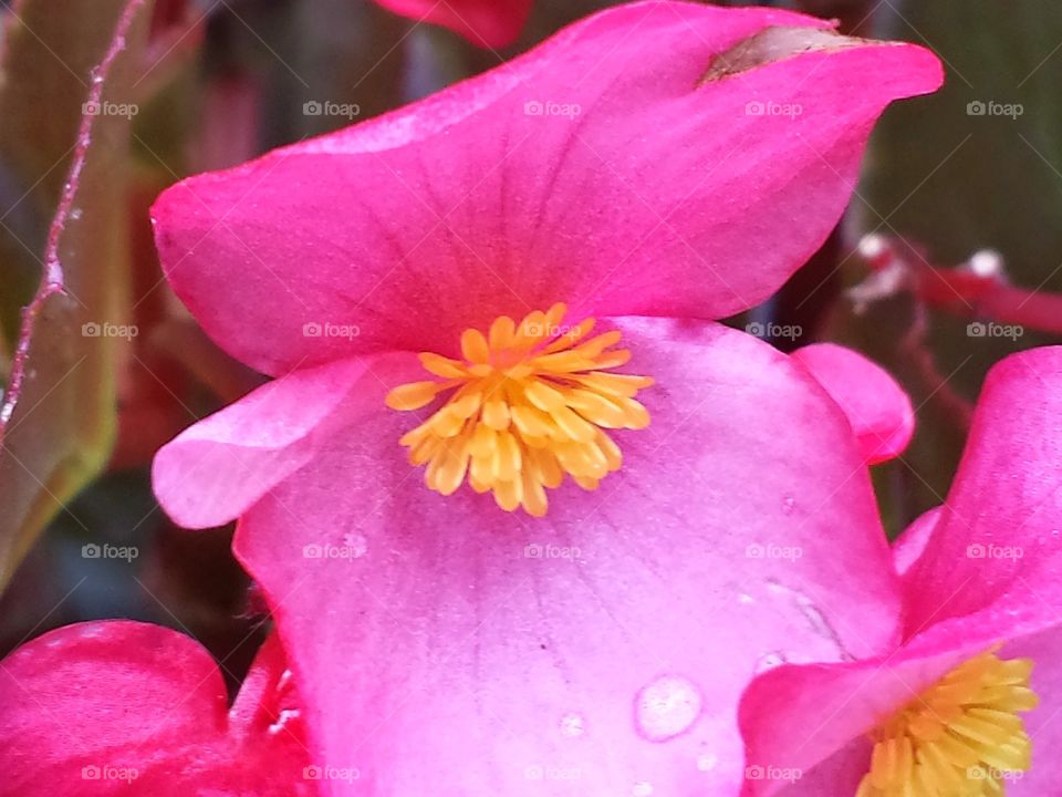 Pink and Yellow flower