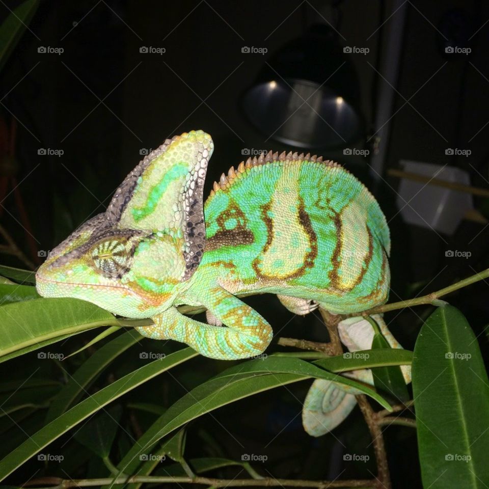 handsome chameleon.