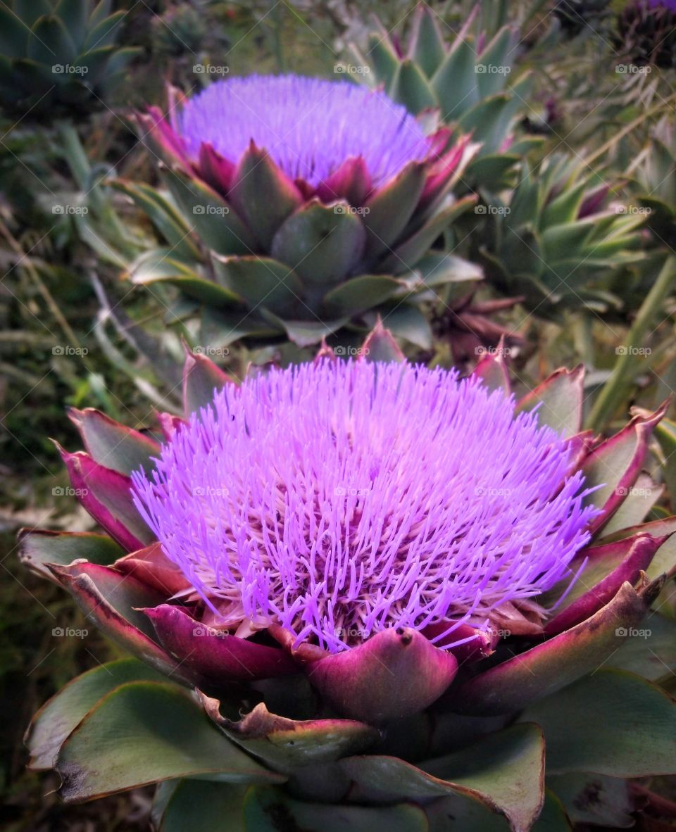 flower of artichoke