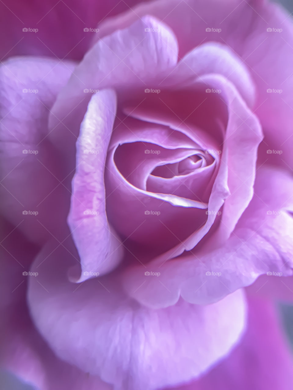 pink rose