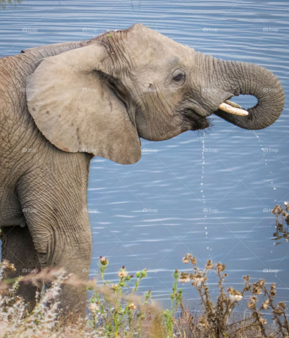 Elephant drinking water with its trunk from a watering hole