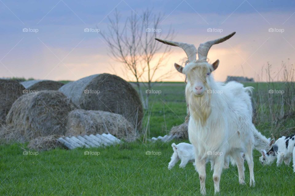The family goat in strange sunset