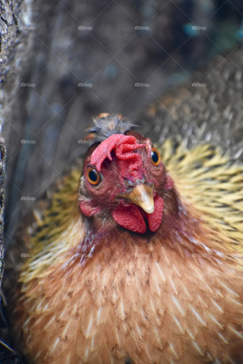 A colorful hen, watching me while resting and nesting in a hallowed out tree trunks.