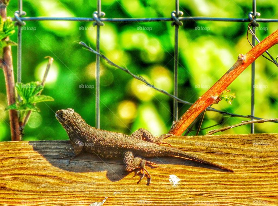 Wild Lizard In The American West
