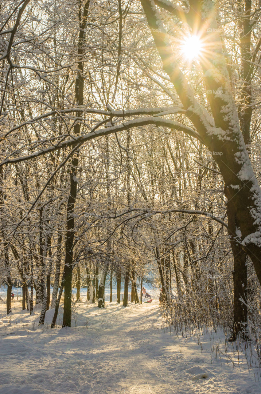 Forest in every season