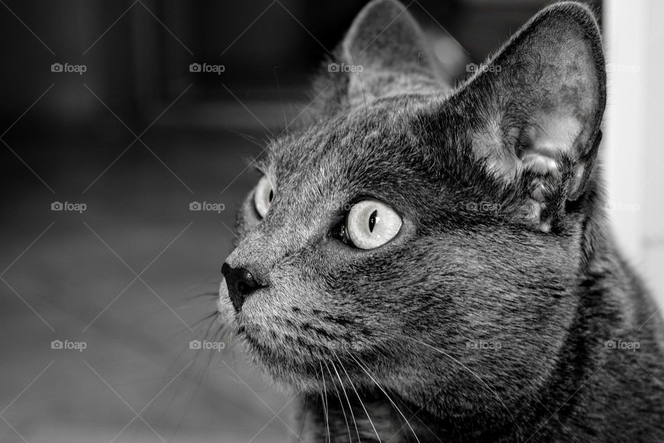 russian blue cat beautiful portrait close up black and white background