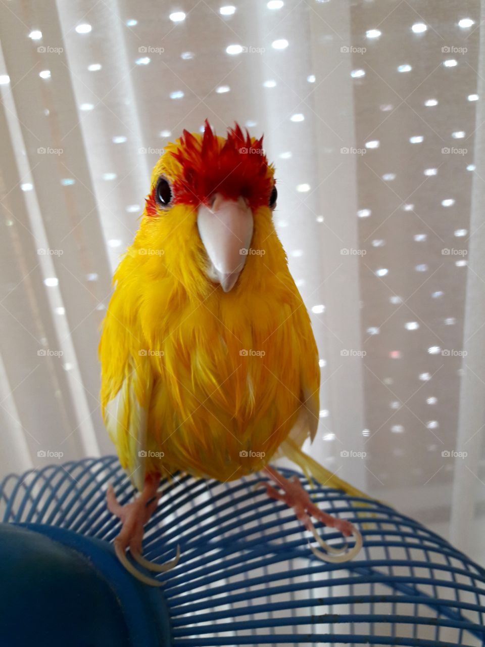 Wet parrot